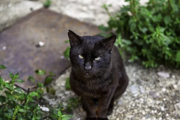 Black Cat Urban Street Domestic Abandoned Animals Pets — Stock Photo, Image