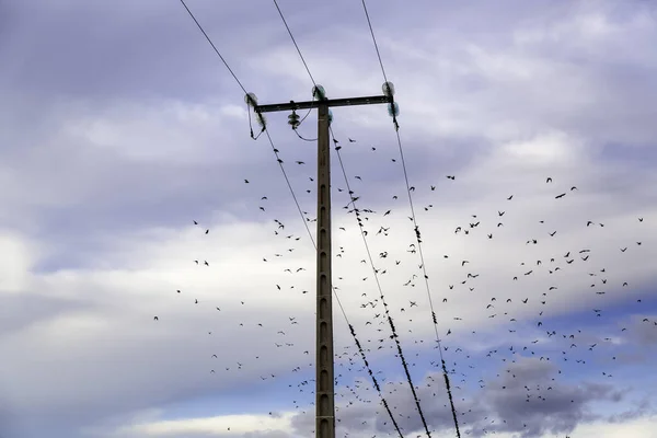 Птицы Высоковольтной Электрической Башне Птицы Животные — стоковое фото