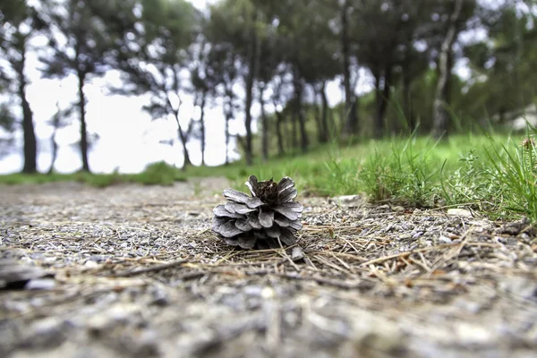 Detalhe Frutos Secos Pinheiros Natureza Conservação Ambiental — Fotografia de Stock