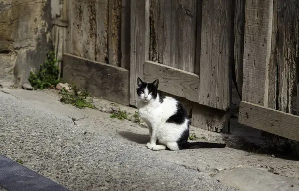 Detalhe Animal Abandonado Rua Animal Estimação Sem Teto — Fotografia de Stock