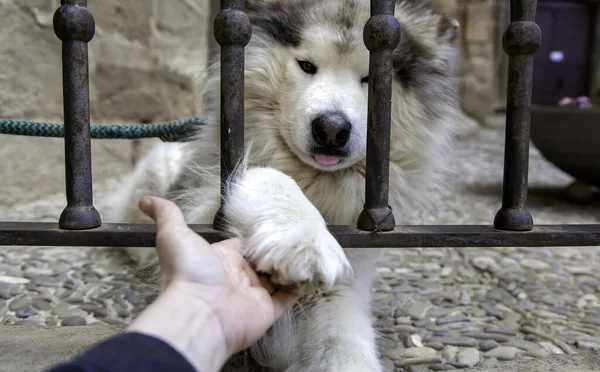 Evcil Köpeğin Ayrıntıları Sokağa Saçılmış — Stok fotoğraf