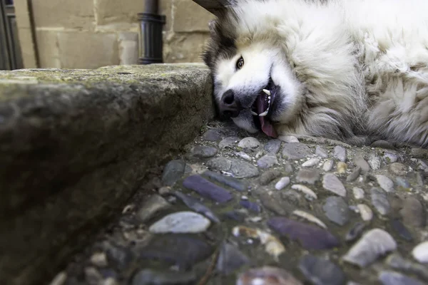 Cane Husky Siberiano Aggressivo Che Gioca Strada Animali Domestici Animali — Foto Stock