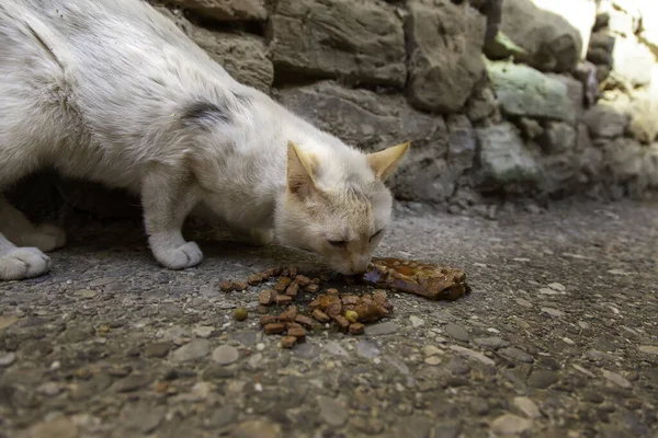 流浪猫在街上吃饭 被遗弃动物的详细情况 — 图库照片