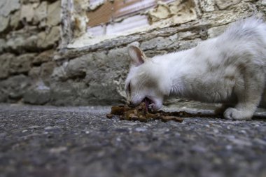 Sokakta yemek yiyen sokak kedileri, terk edilmiş hayvanların detayları.