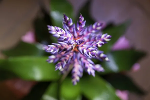 Detail Van Exotische Plant Met Blauwe Bloemen Natuur — Stockfoto
