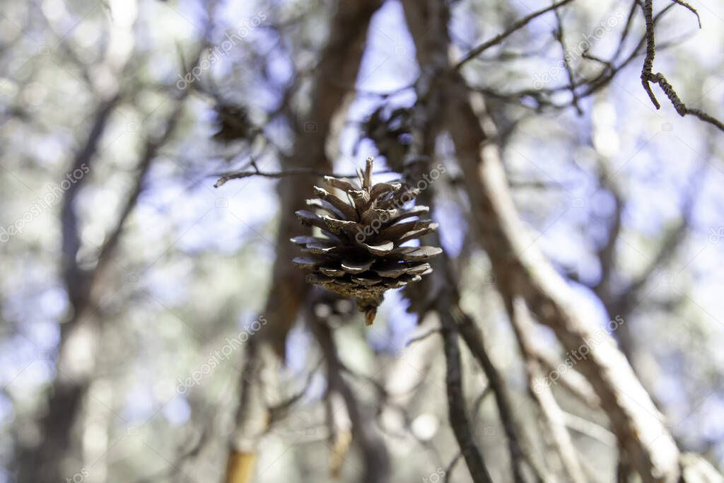Detail of pine fruit, nature and outdoors, caring for the environment