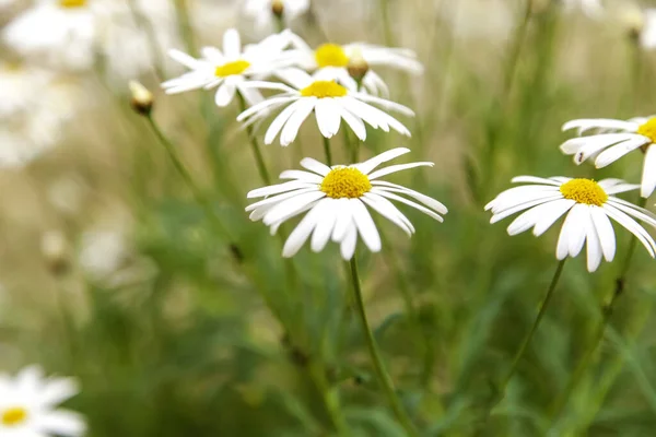 Detail Der Wildblumen Der Natur Frühling Botanischer Garten — Stockfoto