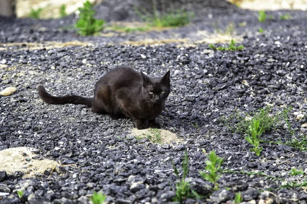 Abandoned street cats, animal homeless, sadness