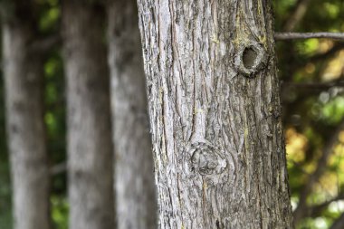 Dağlardaki bir ormandaki ağaç, doğa ve sağlık