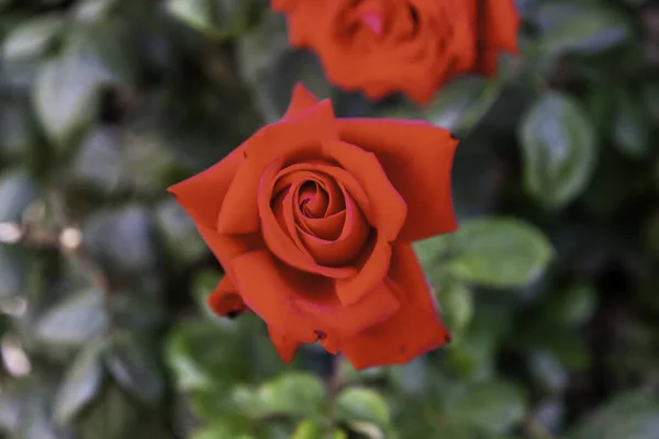 Arbusto Rosas Vermelhas Frescas Natureza Plantação — Fotografia de Stock