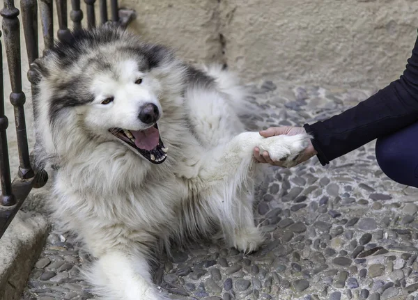 Husky Siberiano Accarezzato Persona Animali Domestici Amore Gli Animali Domestici — Foto Stock