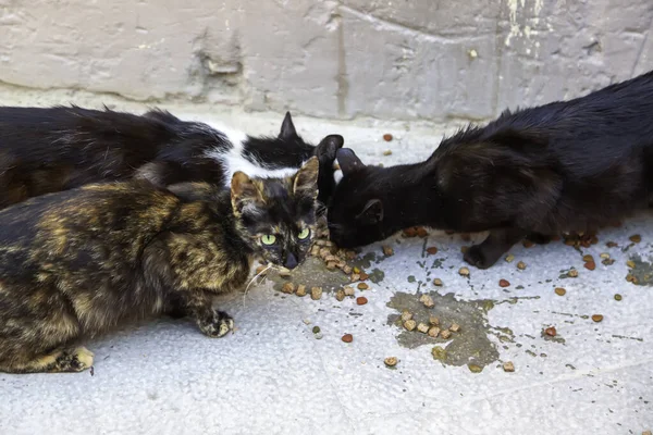 Zbłąkane Koty Jedzące Ulicy Szczegóły Porzuconych Zwierząt — Zdjęcie stockowe