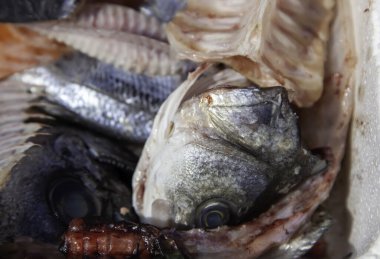 Sokaktaki çiğ ve kötü balık kafaları, hayvan atıkları, balıkçılar.