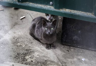 Gri kediler sokakta yiyecek ararken terk edilmiş, evcil memeli hayvanlar.