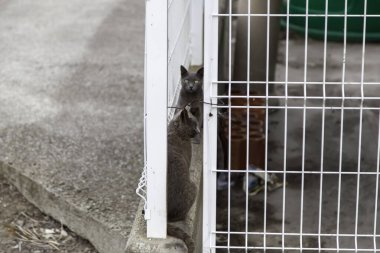 Gri kediler sokakta yiyecek ararken terk edilmiş, evcil memeli hayvanlar.