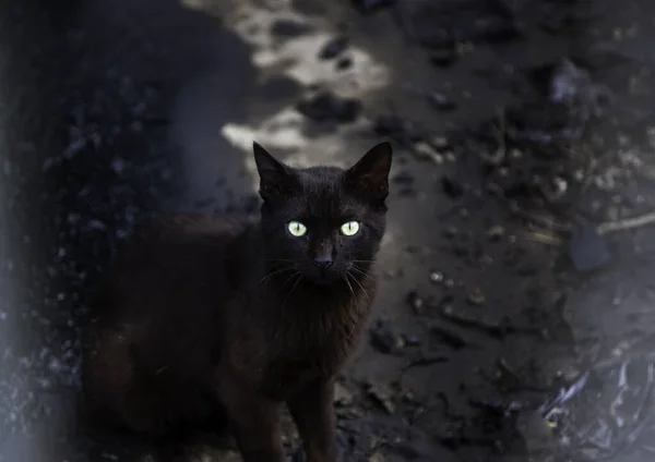 Gato Preto Rua Urbana Animais Domésticos Abandonados Animais Estimação — Fotografia de Stock