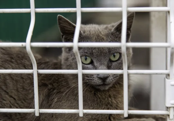 Gatto Rinchiuso Nei Bar Animali Domestici Abbandonati Adozione — Foto Stock