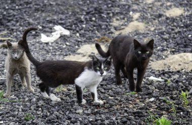 Sokakta yemek yiyen sokak kedileri, terk edilmiş hayvanların detayları.