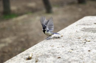 Hayvan beslemenin ayrıntıları, özgürlüğün vahşi kuşu.