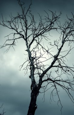 Ağaçların dalları, tetriko ormanları, doğa ve gizemli manzaralar.