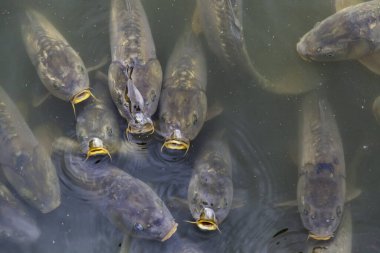 Gölet sularındaki vahşi balıkların ayrıntıları