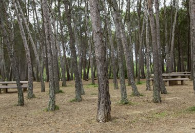 Doğada kabuğu olan kuru ağaçların ayrıntıları.