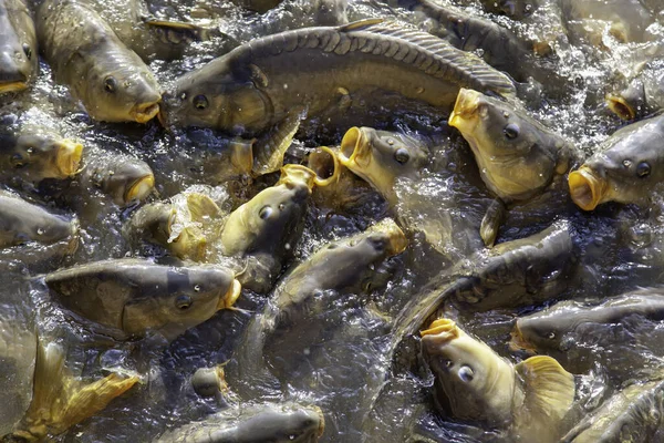 Detail Wilder Fische Teichgewässern — Stockfoto