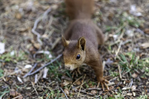 Detail Wild Animal Freedom Nature Life — Stock Photo, Image