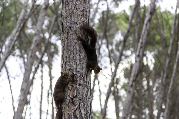 Particolare Dell Animale Selvatico Natura Vita Libertà — Foto Stock