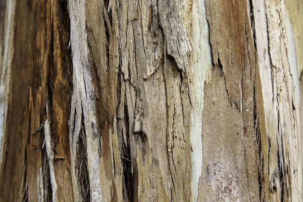 Detalhe Casca Árvore Seca Natureza — Fotografia de Stock