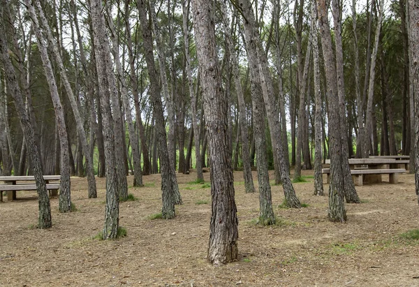 Деталь Сухих Деревьев Корой Лесу Природе — стоковое фото