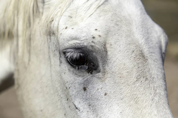 Volně Žijící Koňské Mušky Volně Žijící Savci Jezdci — Stock fotografie