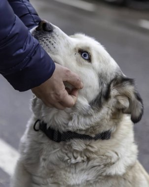 Sibirya kurdu, evcil hayvanlar, evcil hayvanlar, evcil hayvanlar tarafından okşanıyor.