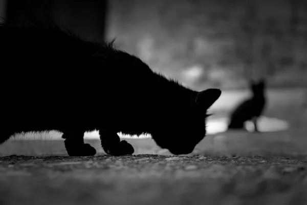 Fekete Macska Városi Utcában Háziállat Háziállat — Stock Fotó