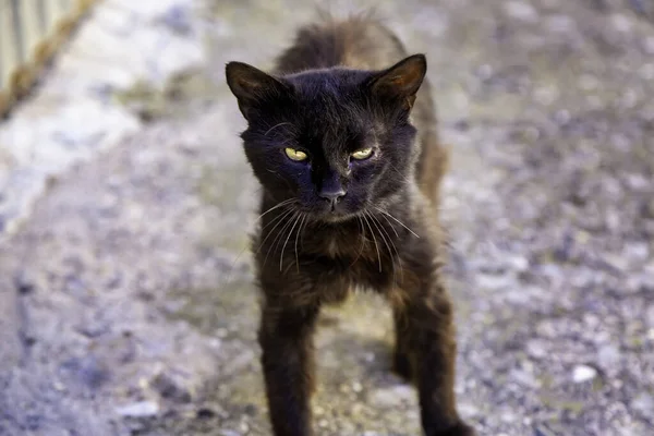 Gato Preto Rua Urbana Animais Domésticos Abandonados Animais Estimação — Fotografia de Stock