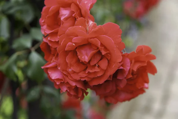 花に天然の赤いゼラニウム — ストック写真