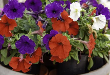 Çan çiçekleri, botanik bahçesi, bitkiler.