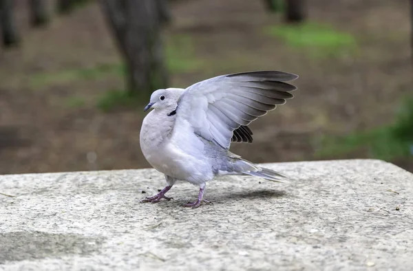 Pigeons on urban street, free animals, birds