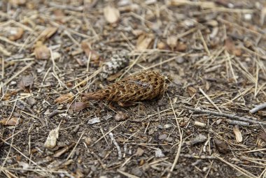 Kurumuş çam ağacı meyvesi, doğa ve çevre koruma