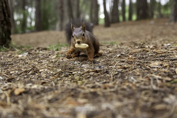 Wiewiórka Jedząca Orzechy Lesie Dzikie Wolne Zwierzęta — Zdjęcie stockowe