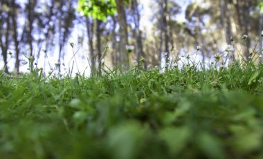 Vahşi çiçeklerin ayrıntıları, bahar botanik bahçesi.