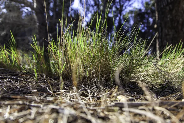 Detalhe Natureza Plantas Uma Floresta Pinheiro — Fotografia de Stock