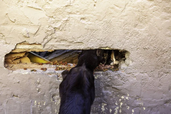 Detalle Animal Callejero Salvaje Mascota Doméstica Abandonada —  Fotos de Stock