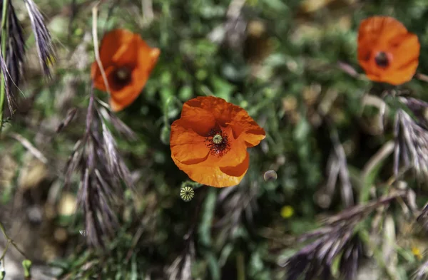 Poppies Garden Plants Nature Botanical — Stock Photo, Image