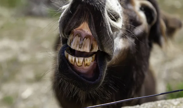 Funny donkey  teeth in stable, wild animals, mammals