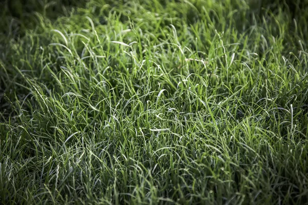 Naturligt Gräs Trädgården Detaljer Natur Miljö Landskap — Stockfoto