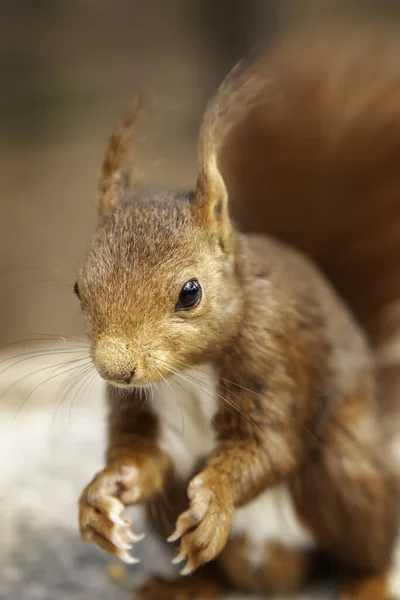 Scoiattolo Mangiare Noci Nella Foresta Animali Selvatici Liberi — Foto Stock