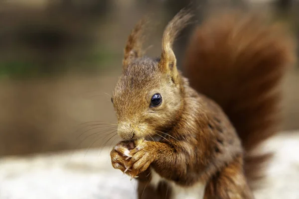 Squirrel Eating Nuts Forest Wild Free Animals — Stock Photo, Image