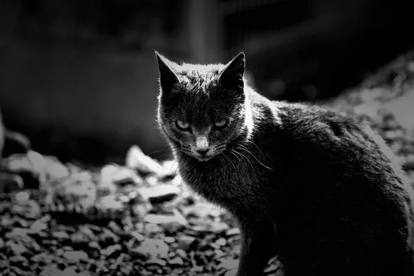Grå Herrelös Katt Tamdjur Och Husdjur Däggdjur — Stockfoto
