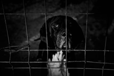 Köpek kulübesinde, terk edilmiş hayvanlar, taciz.
